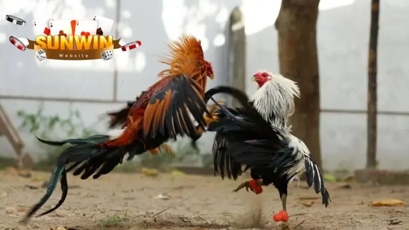 Giới thiệu về sảnh game đá gà Sunwin